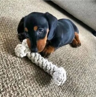 trpasličí jezevčík