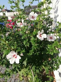 Ibisek venkovní  syrsky nádherné květy