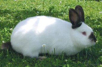 Kalifornský králík