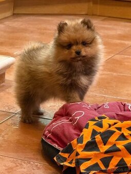 Štěňátka německý špic malý