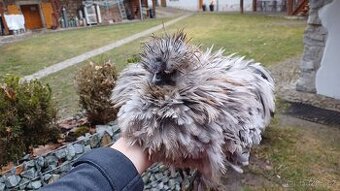 Hedvábnička kohout