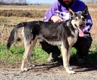 FLOKY K ADOPCI - 2 ROKY, HRAVÝ,MILÝ,VHODNÝ K DĚTEM