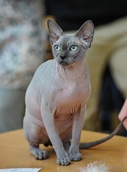 Kanadský sphynx ke krytí - CH Romeo Cherry Lau