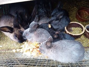 Králík z domácího chovu 5 malých