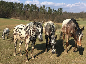 Appaloosa