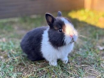 Zakrslý králík - mláďata k odběru - mnoho barev viz foto