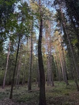 Prodej lesních pozemků v k.ú. Velká Polom