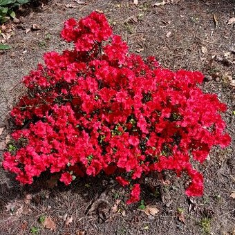 Nabízím velké azalky a rododendrony. - 1