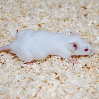 Roztomilá myš a křeček hledají nový domov - 1