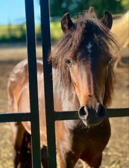 Pony