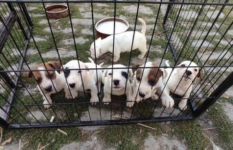 Štěňata Jack Russell teriér