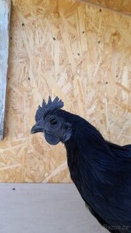 Ayam cemani kohout