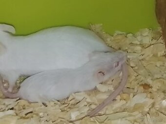 Laboratorní myš