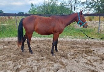 Valášek Paint horse