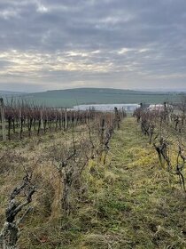 Vinice - Blatnice pod svatým Antonínkem - 1