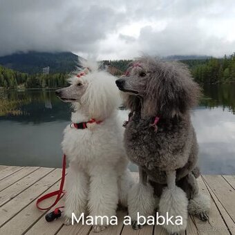 Pudel veľký strieborný