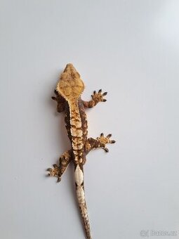 pagekon řasnatý...