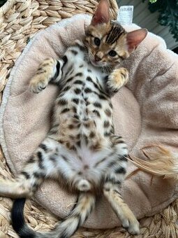 Bengálské kotě - kocour