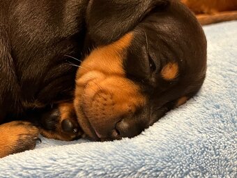 Trpasličí, krátkosrstý jezevčík, černý