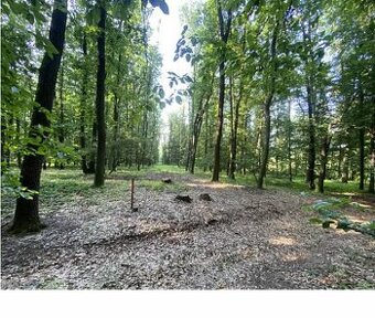 Prodej lesního pozemku po těžbě 947m2 Cena na domluvě