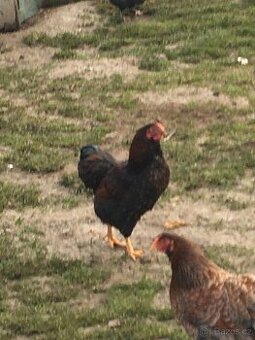 Kohoutek wyandotky jlaté černě lemované.