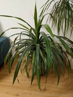Pokojová květina Pandanus