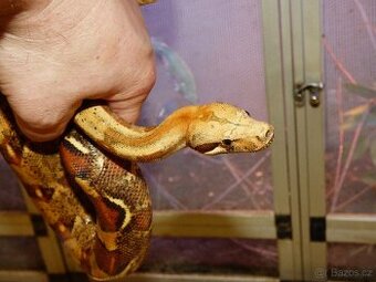 Hroznýš královský (Boa constrictor)
