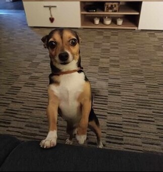 Nabízím pejska ke krytí