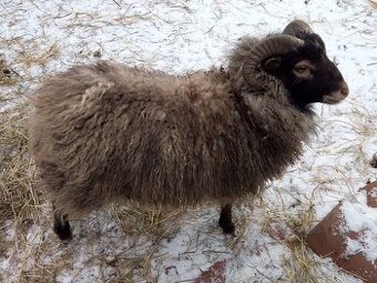 Prodám ouessantského berana