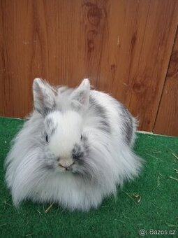 Zakrslý králíček