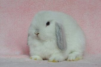 Krásný minilop sameček Idol k odběru je ihned