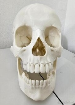 REALISTICKÝ model lidské lebky, 3D tisk