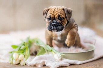 KONTINENTÁLNÍ BULDOK – CONTINENTAL BULLDOG s PP (FCI)