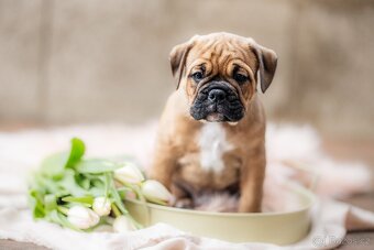 KONTINENTÁLNÍ BULDOK – CONTINENTAL BULLDOG s PP (FCI)