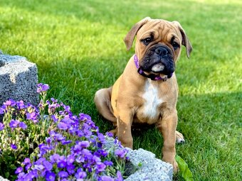 KONTINENTÁLNÍ BULDOK – CONTINENTAL BULLDOG s PP (FCI)