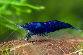 Neocaridina - blue dream akce 10+1