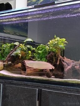 Arowana dvoufousá - 1