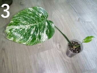 Monstera Deliciosa Albo variegata