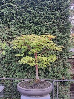 Bonsaj bonsai Javor