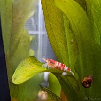 Akvarijní krevetky