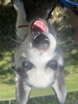 Štěně Husky