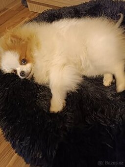 Pomeranianky s PP