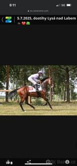 Prodám valacha A1/1 - 1