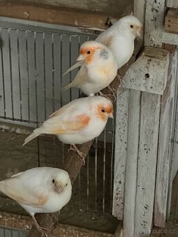 Kanarci