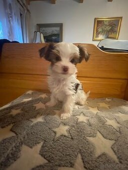 Jorkšírský teriér, biewer