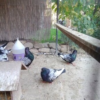 Holub Rys Černý šupkatý