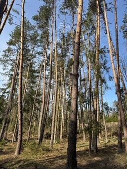Prodám lesní pozemek v katastrálním území Louňovice pod Blan