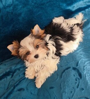 Biewer jork(Yorkshire)terier- fenka s pp