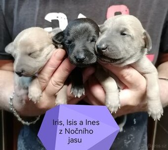 Italský chrtík s PP FCI