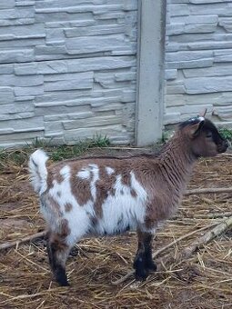 Holandská zakrslá kozička